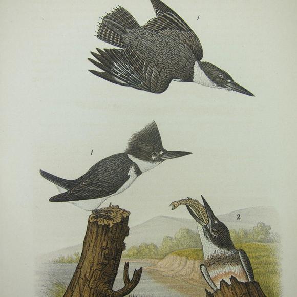 Bird Lithograph Print Belted Kingfisher after John James Audubon Antique 1890 - Picture 4 of 12